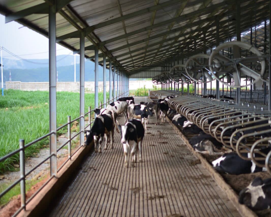 Bertepatan Lebaran Idul Fitri 1443 H, Sirukam Dairy Farm Dibuka untuk Umum