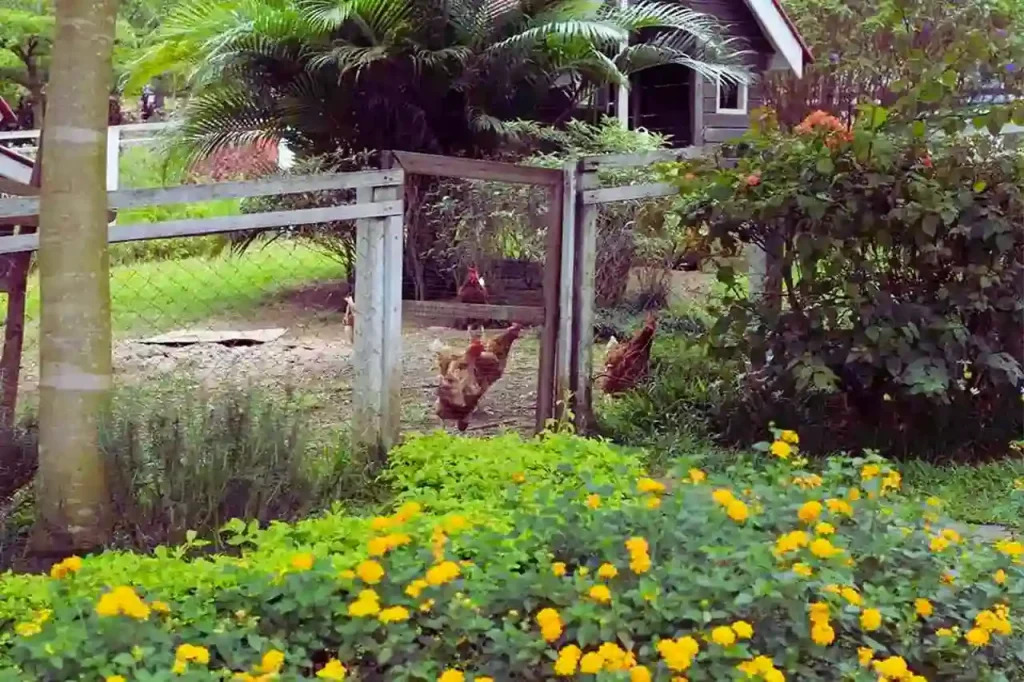 Peternakan Ayam