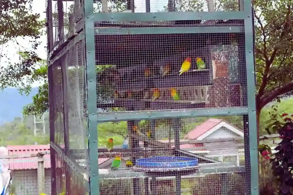 Peternakan Love Bird